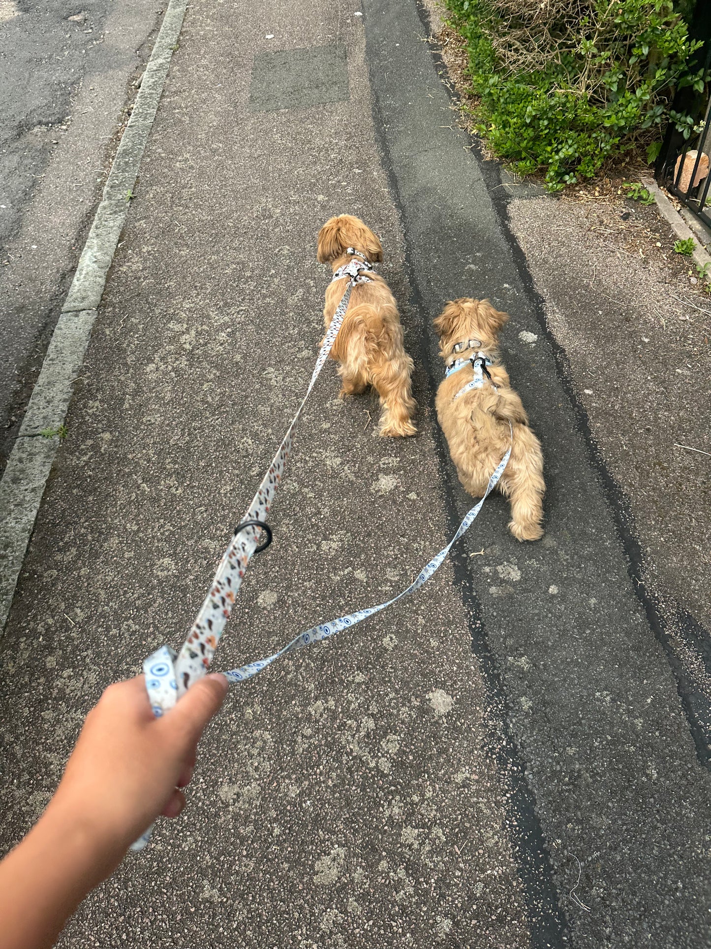 Mix of Mutts Lead