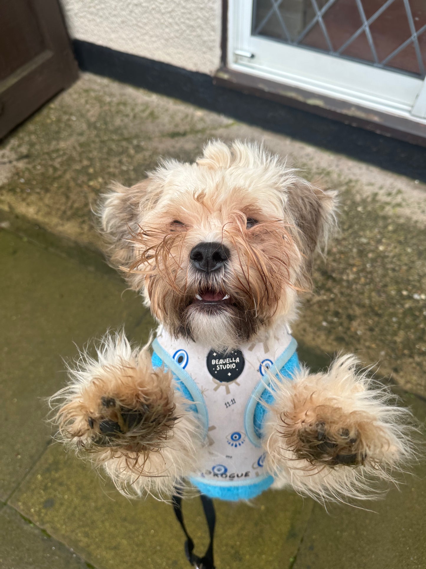Pup Protection Harness