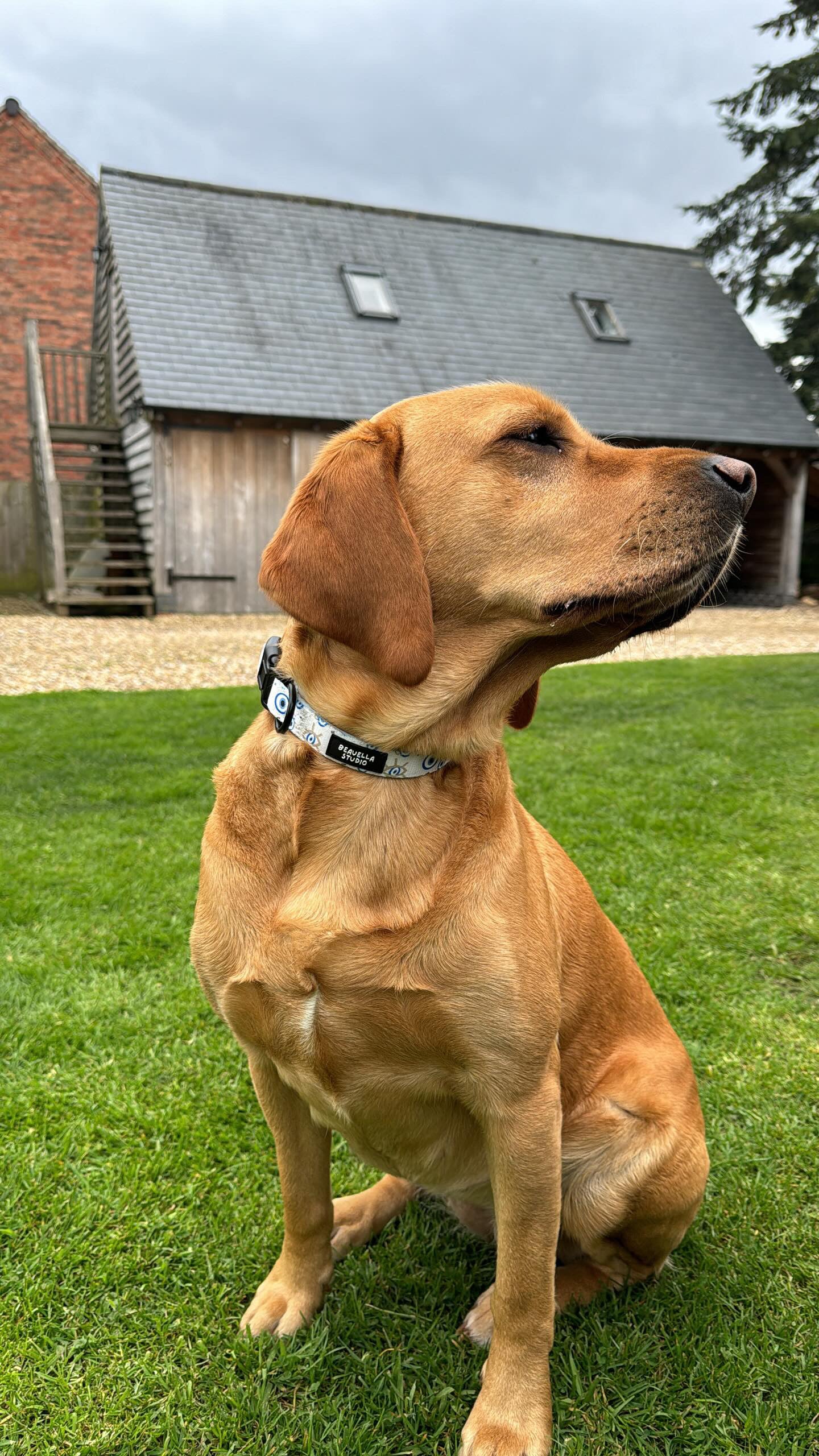 Pup Protection Collar