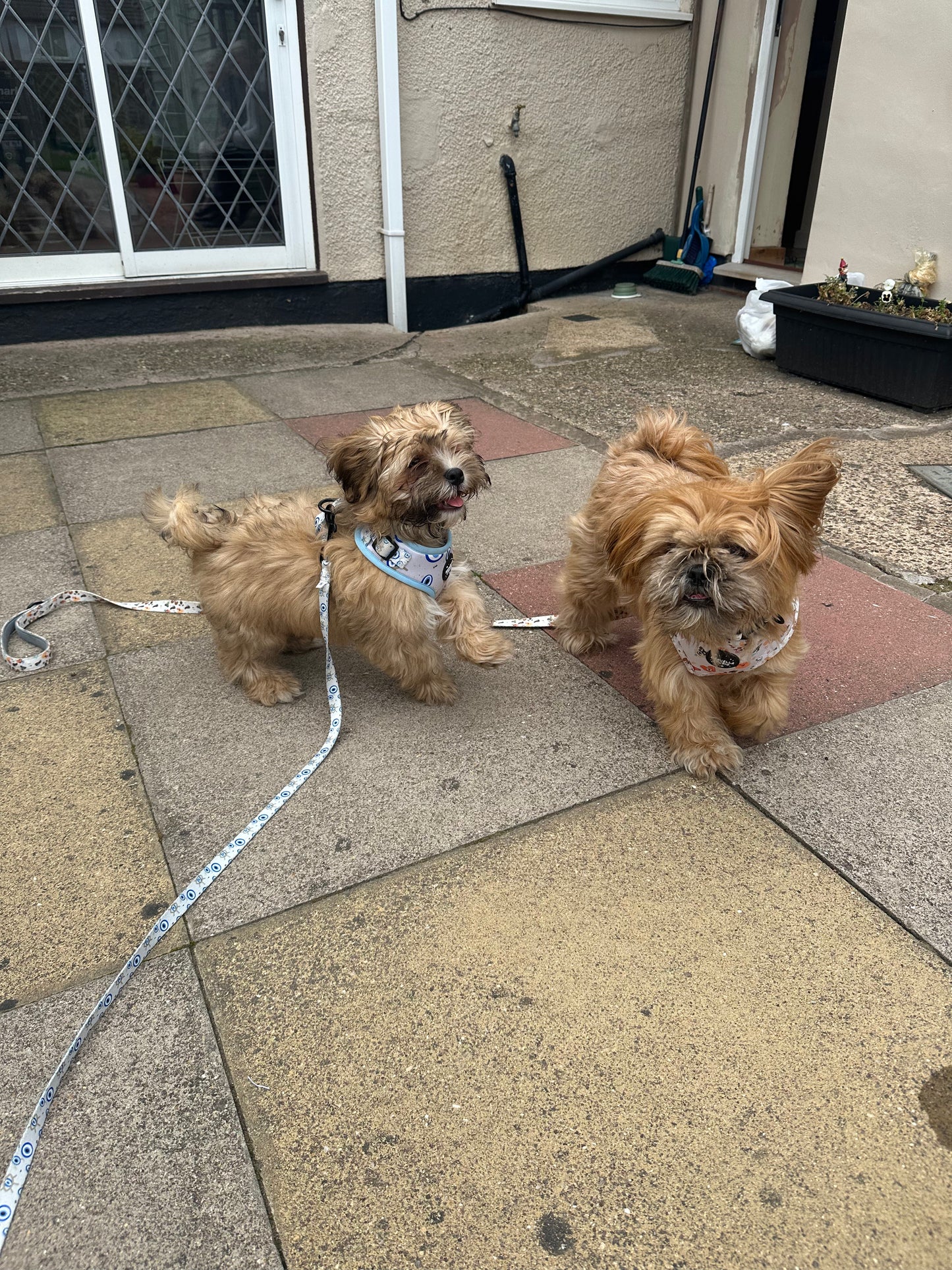 Pup Protection Lead